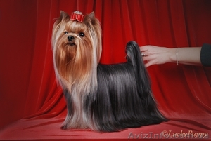 йорчики щеночки #205710