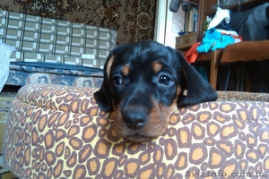 Продам щенков таксы_ #188253