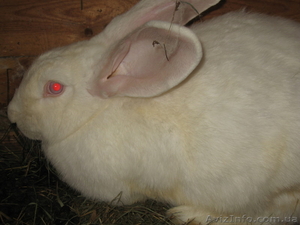 Кролики Белый Великан #207895