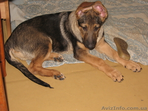 ermak.gora@mail.ru 0669734447 #193703