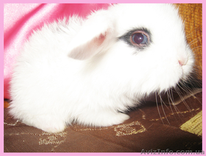 Вислоухие крольчата!!!! #197988