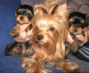 продам щенков йоркширского  #188644