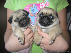 Мопсяшки-очаровашки #195364