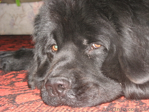 кобель ньюфаундленда ищет подругу для вязки #196443