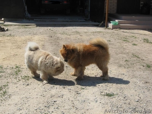 Продаем щенков ЧАУ-ЧАУ. Мальчики без документов #187982