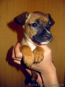 Отдам даром в добрые руки щенка #216307