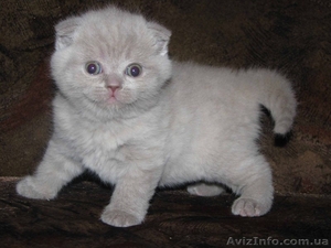 Плюшевые шотландские котята #193498