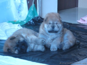 Щенки ЧАУ-ЧАУ продаем #202432