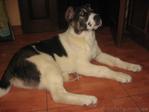 элитные щенки от чемпиона Украины #188244