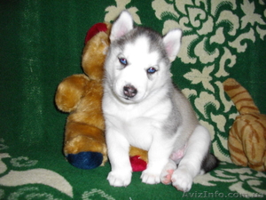 Из Северной стаи #189831