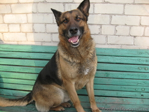 замечательные щенки #197348