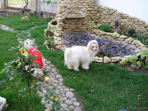 Китайская хохлатая собака. Щенки #202936