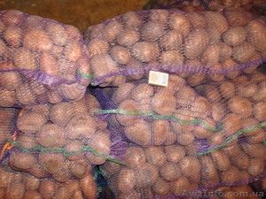 Продам картофель картошку #188938