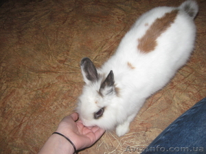 Продам декоративного кролика (девочку)  #204070