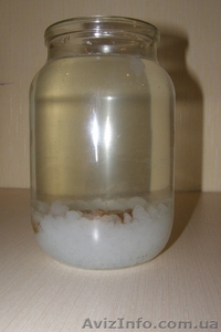 Морской индийский рис. #188650