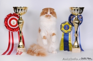 вислоухие и прямоухие котята #204621