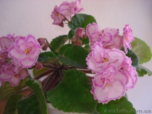 Только цветущие фиалки=100 сортов #197292