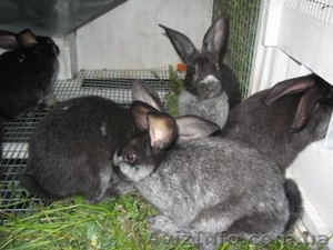 кролики породы серебристый #207507