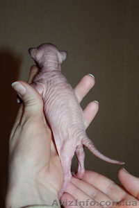 Милые котята канадского сфинкса #207088