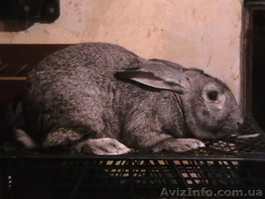 Продам взрослых кроликов #204636