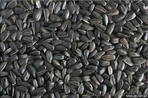 продам семечку кондитерскую #210771