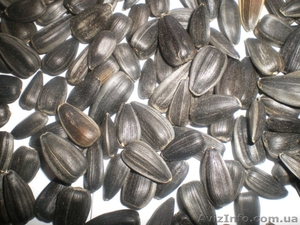 Продам калиброванную семечку подсолнечника #216331
