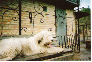 Щенок южно русской овчарки #155809