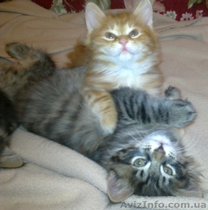 курильский бобтейл,  чистокровные котята от родителей-чемпионов #193598