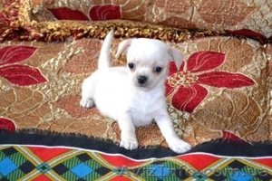 Щенки Чихуахуа супер-мини #200264