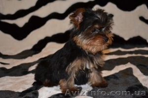 Щенки йоркширского терьера(Моя Малютка) #212566