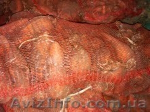 Морковка на продажу #194137