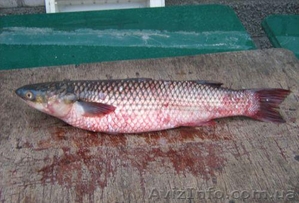 Рыбадобывающая компания продает рыбу #185642
