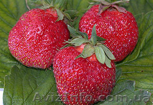 Отличная рассада клубники более 90 сортов открытого грунта #188176