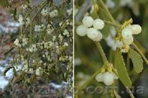 Омелотерапия при онкозаболеваниях #199266