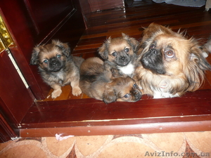 продажа пекинесов #192551