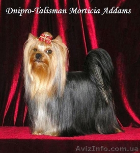 Йоркширский терьер - высокопородные щенки от Чемпионов. #209063