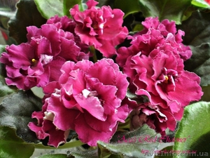 Сенполии(узамбарские фиалки) #215130