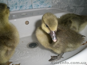 ПРОДАМ ГУСЕНЯТ          #214644