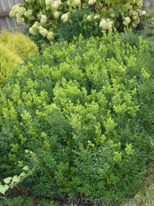 Продам декоративные растения #193302