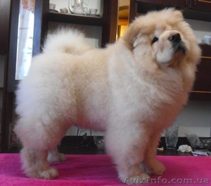 щенки чау-чау,  кремовые #193203