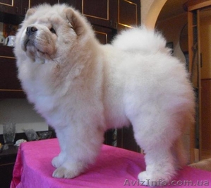 Щеночки чау-чау #192241