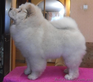 Чау-чау,  щенки.. #193225