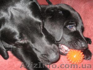 Продам  щенков лабрадора-ретривера #198026