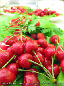 Участок с домом 12 соток #204318