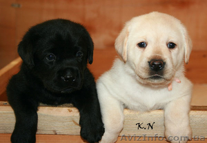 Щенки лабрадора ретривера от Мультичемпионки #196111