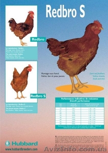 Утка Каченята Мулард Курчата Редбро,  Мастер Гриз,  Гриз Бар,  Испанка #185525
