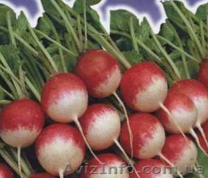 Продам редис оптом. #194360