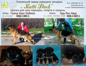 Предлагаем к продаже щенков немецкой овчарки #190377