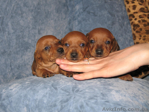 такса карликовая гладкошерстная #194929