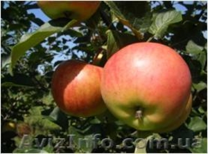 Саджанці яблуні РУБІНОЛА #203253